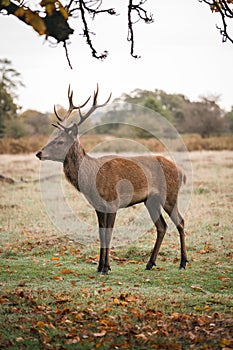 Group of deer in Richmond Park. The largest park of the royal parks in London