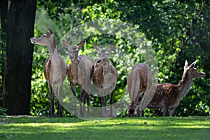 Group of deer standing amongst tall grass in a picturesque setting with trees in the background