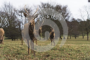 group of deer standing on the grass and looking at the camera, Wollaton Hall, UK