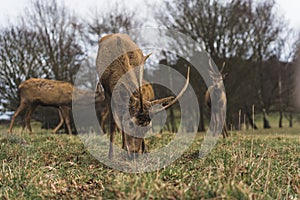 group of deer walking and eating in Wollaton Hall on a cloudy day, Nottingham, UK