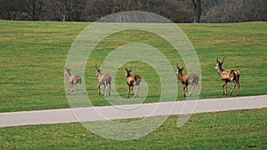 group of deer walking on the green field in Wollaton Hall and Deer Park, UK