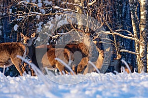 A group of deer in a winter forest in the rays of sunset. Portrait of deer in the wild. Close-up.