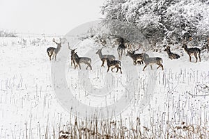 Group of deer in wintertime