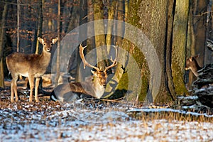 Group of deers
