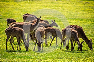 Group of Deers eating grass