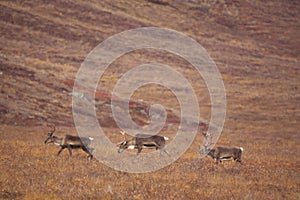 Group of deers wandering in the Gates of the Arctic National Park