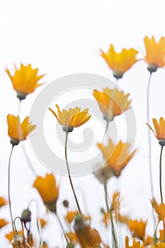 Group of delicate orange daisies againts sky