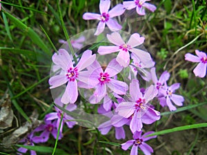 group of delicate small flowers with purple petals growing i photo