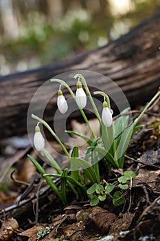 Group of delicate snowdrop flowers in spring forest
