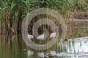 A group of Demoiselle Cranes Anthropoides virgo. resting and drinking in shallow water