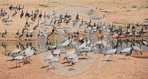 A group of Demoiselle Cranes flock together