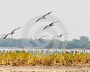 A group of Demoiselle Cranes landing