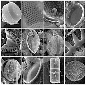 Group of diatoms