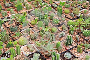 Group of difference cactus in greenhouse growing