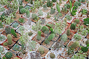 Group of difference cactus in greenhouse growing