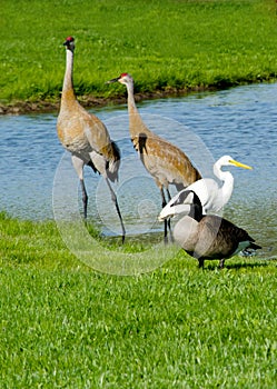 Group of different birds sharing a pond