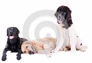 Group of different breed dog in front of white background