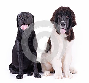Group of different breed dog in front of white background