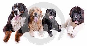 Group of different breed dog in front of white background