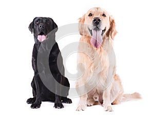 Group of different breed dog in front of white background