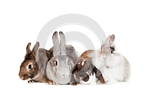 Group of different breeds rabbits