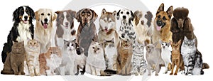 Group of different cats and dogs