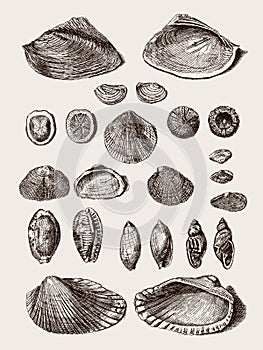 Group of different clam and sea snail shells in a row photo