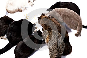 Group of different colors of Scottish-British cats eat dry food from the floor, food, lunch, on a white background