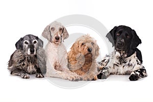 Group of different dogs