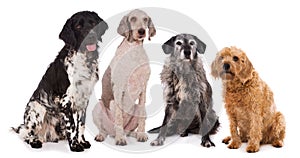 Group of different dogs