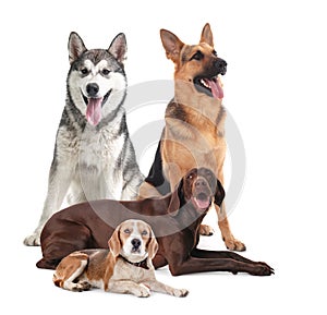 Group of different dogs