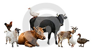 Group of different farm animals on white background