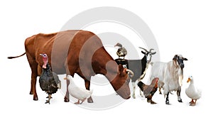 Group of different farm animals on white background