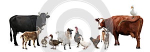 Group of different farm animals on white background. Banner design