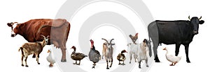 Group of different farm animals on white background. Banner design