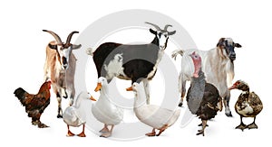 Group of different farm animals on white background. Banner design