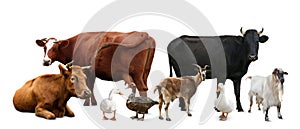 Group of different farm animals on white background. Banner design