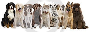 Group of different large dog breeds