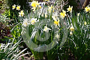 Group of different narcissuses.