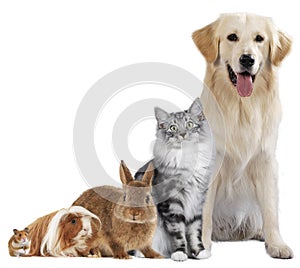 Group of different pets