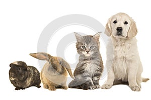 Group of different pets, a puppy, kitten, rabbit and a guinea pig