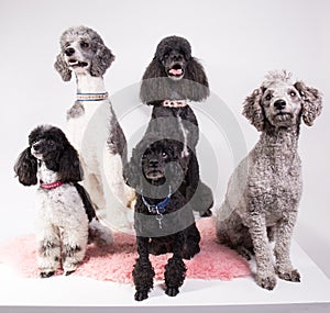 Group of different poodles