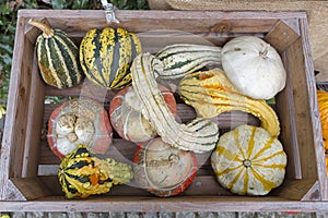 Group of different pumpkins