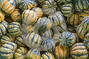 Group of different pumpkins