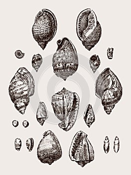 Group of different sea snail and nautilus shells in a row photo
