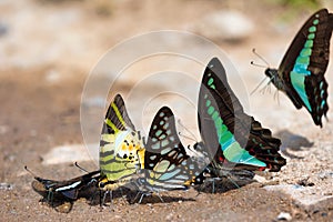 Group of different species of swallowtail butterflies