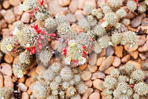 Group of different succulent cactus plants in botanical garden