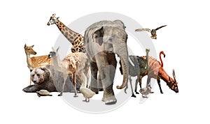Group of different wild animals on white background, collage
