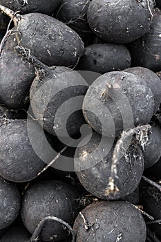 Group of dirty raw black radish fresh gathered on field at ecological farm, summer tray market full of organic vegetables, healthy