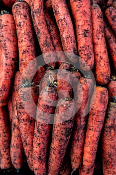 Group of dirty raw orange carrots fresh gathered on field at ecological farm, summer tray market full of organic vegetables,